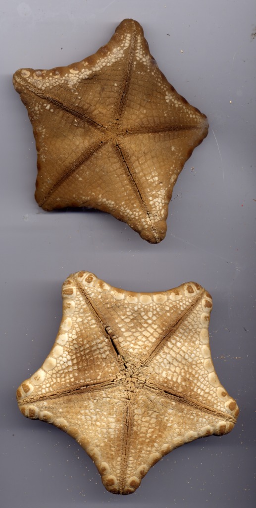 Peltaster placenta (Mller-Troschel, 1842) - esemplare morto